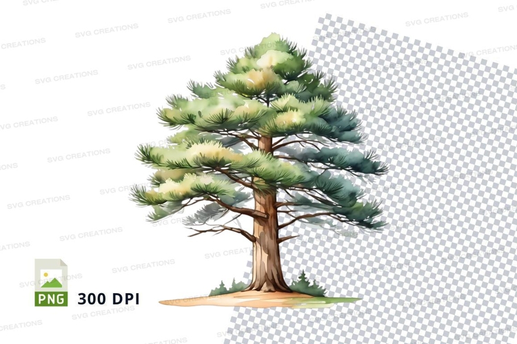 Watercolor pine tree clipart png