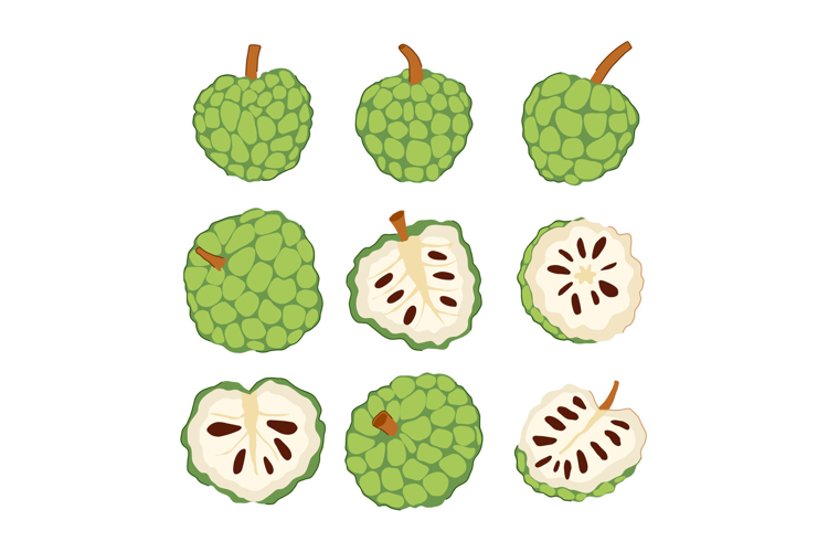Custard apple fruit illustration showing whole and cut cross