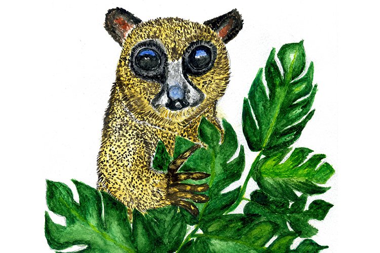 Sambirano mouse Lemur drawing example image 1