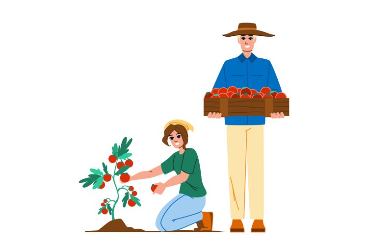 harvesting tomatoes vector