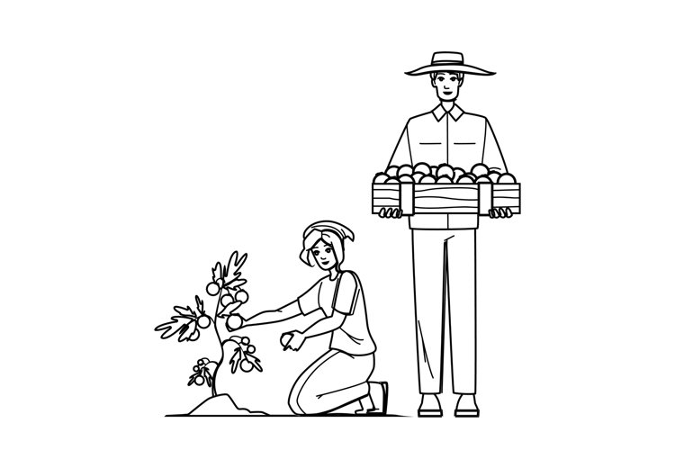 harvesting tomatoes vector