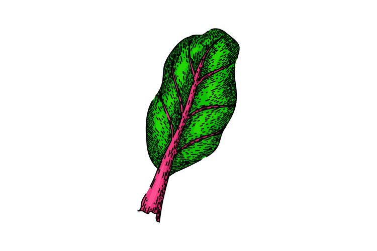 Hand Vector Image 4