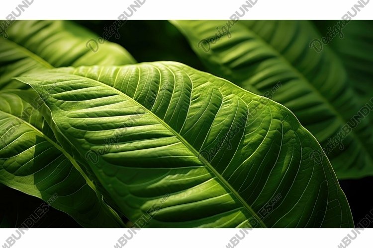 organic plant leaves background (4573418)