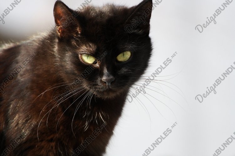 Pets Clipart Image 3