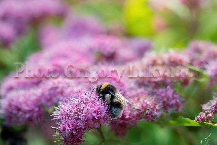 Garden Background Image 10