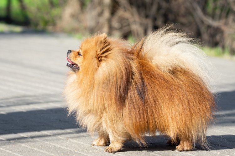 Puppy Clipart Image 7