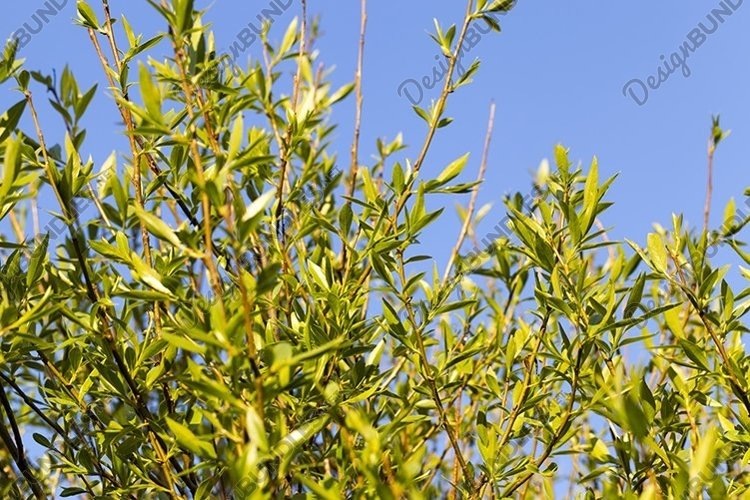 Green Grass Clipart Image 19