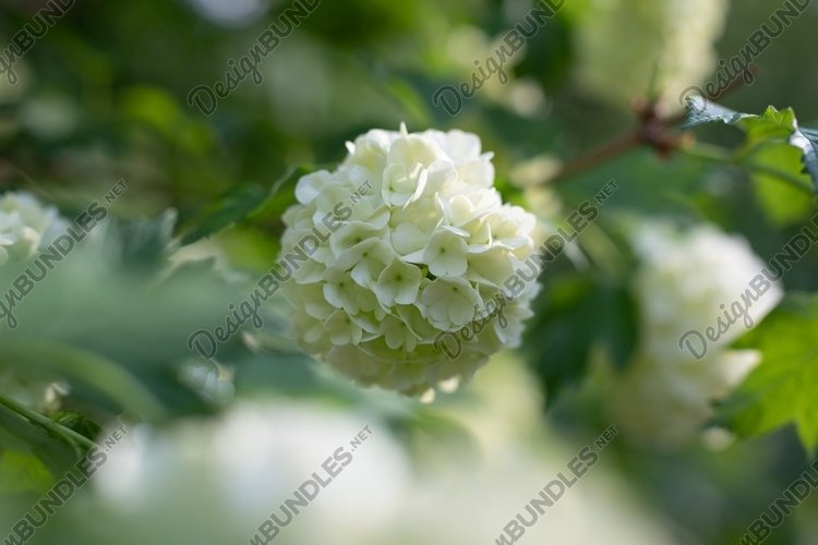 Garden Background Image 14