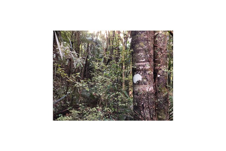 Agathis Australis example image 1