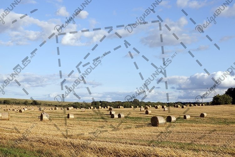 Wheat Clipart Image 23