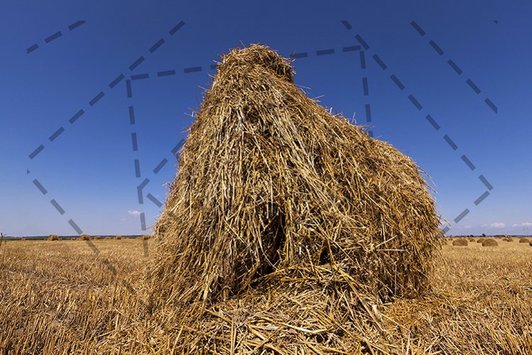 Wheat Clipart Image 11