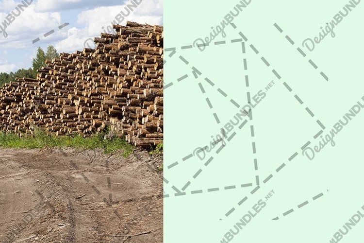 pile of pine trunks