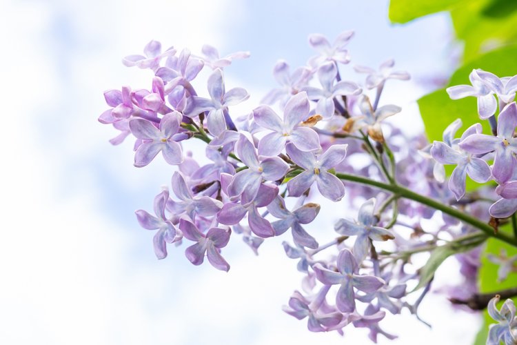 Garden Background