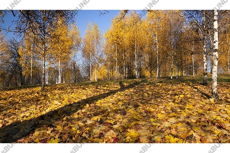 Woodland Clipart Image 2