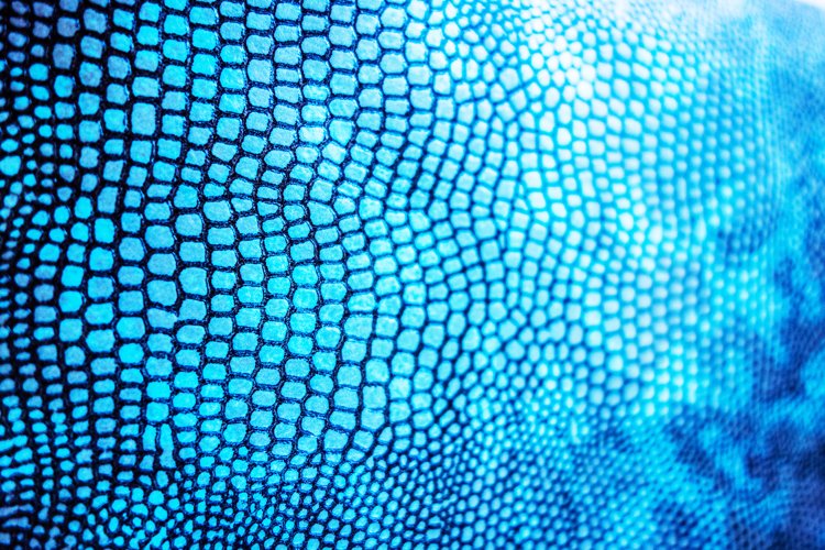 Close Up of Abstract Blue Real Snake Skin Snake Print example image 1