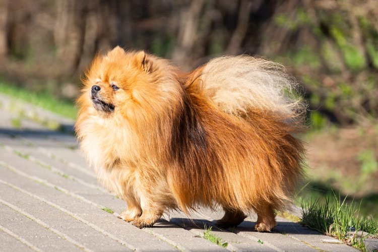Puppy Clipart Image 3