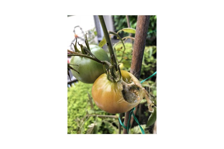 Green and Rotten Tomato Fruit and Plant example image 1