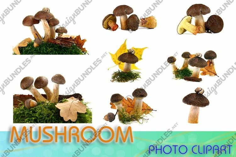 Mushroom Clipart Image 8
