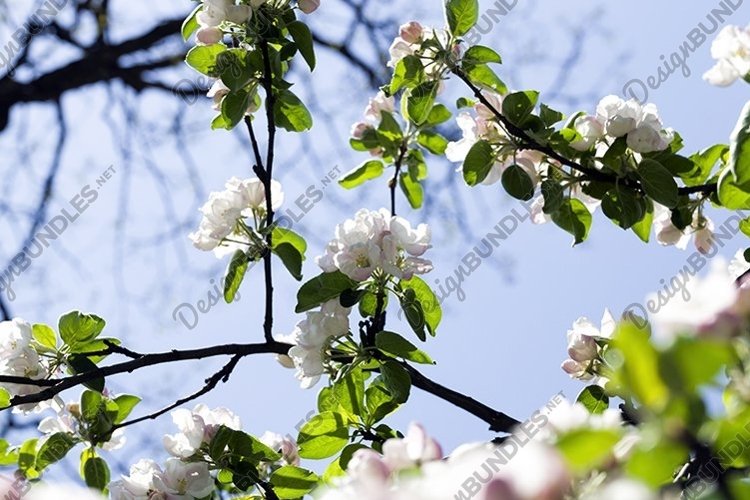 Garden Background Image 9
