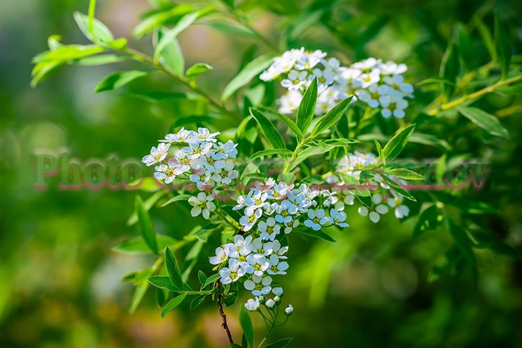 Garden Background Image 3