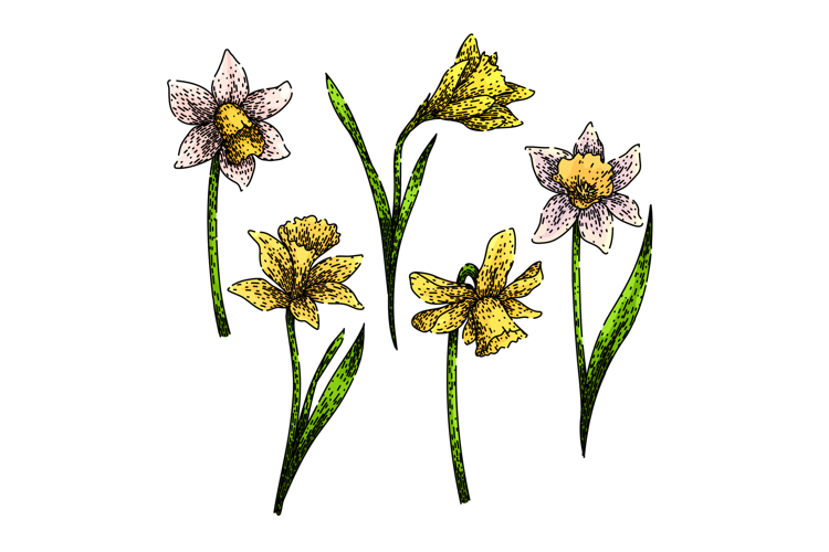 daffodil set sketch hand drawn