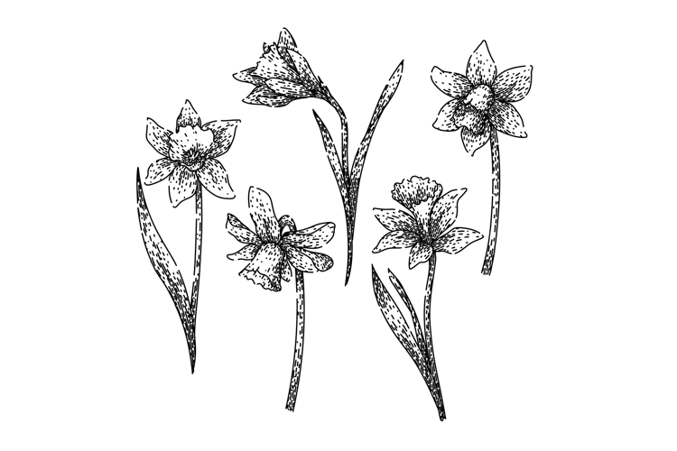 daffodil set sketch hand drawn