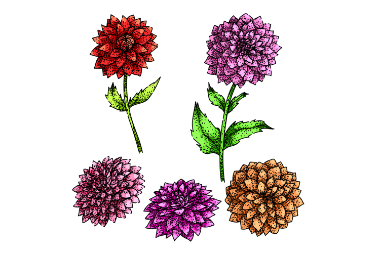 dahlia set sketch hand drawn