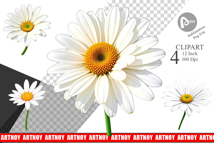 Daisy Png Image 22