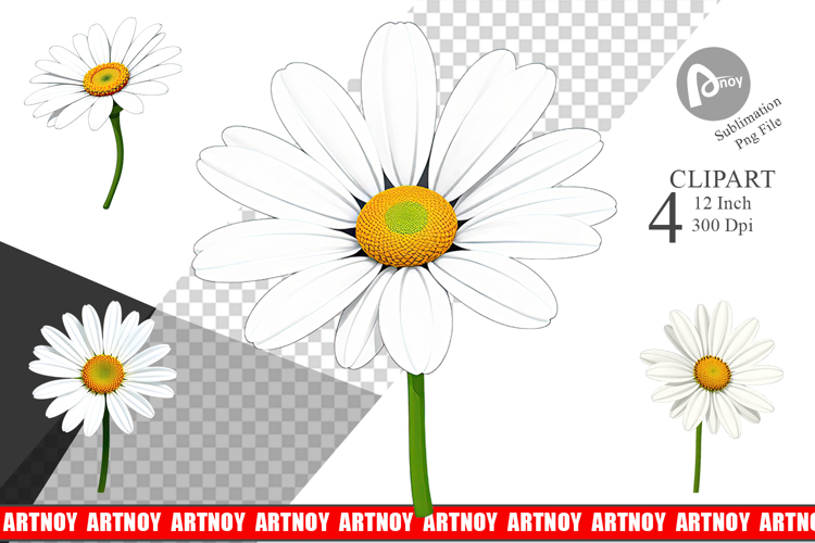 Daisy Png Image 21