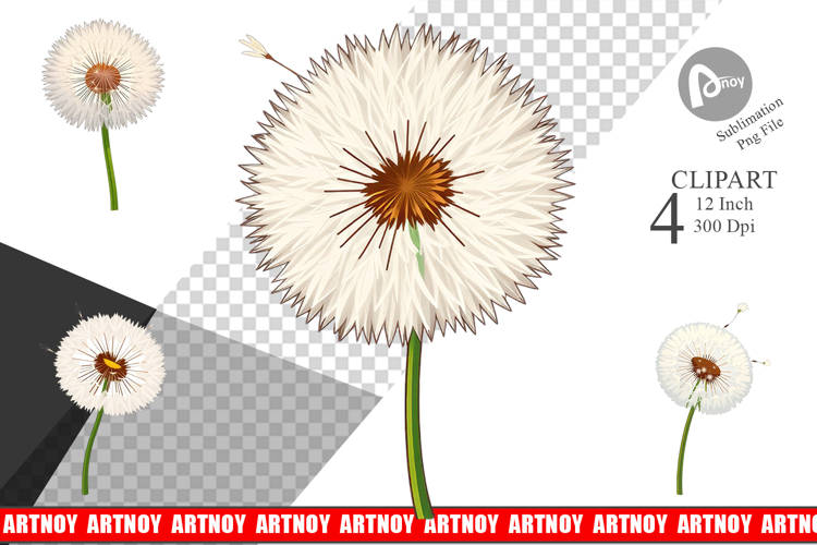 Dandelion Png Image 14