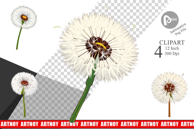 Dandelion Png Image 11