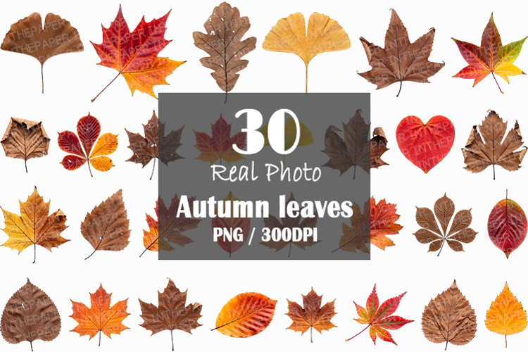 Leaf Texture Image 10