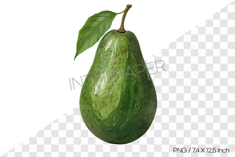 Watercolor illustration of one avocado with leaves PNG