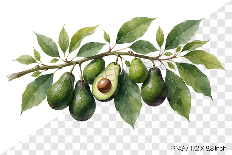 Watercolor illustration of avocados hanging on a tree branch