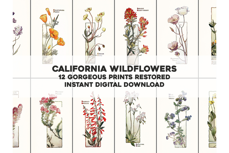 12 California Wildflowers Vintage Botanical Illustrations
