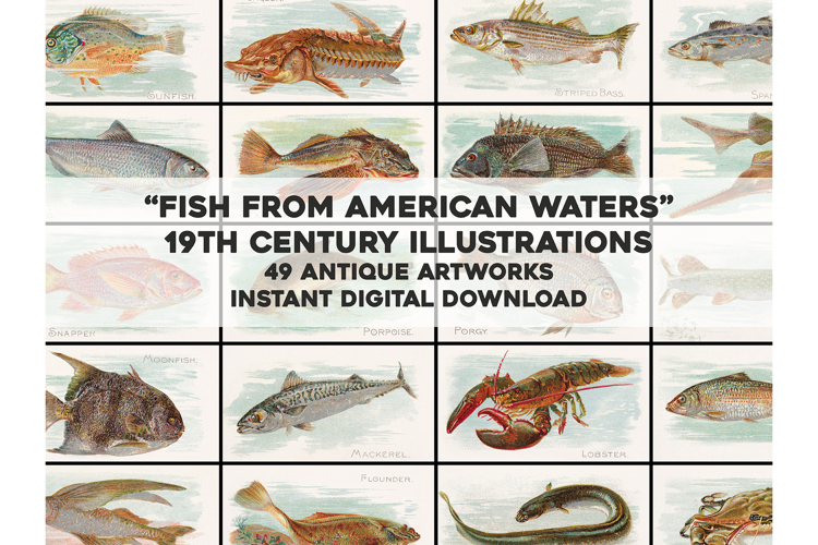 American Fish Vintage Artwork Fishing Illustrations Bundle