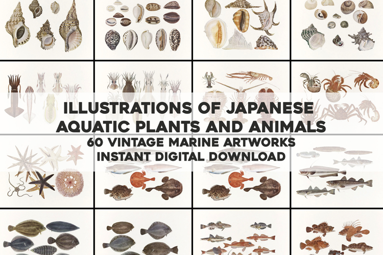 Japanese Aquatic Plants and Animals - Old Marine Life Prints