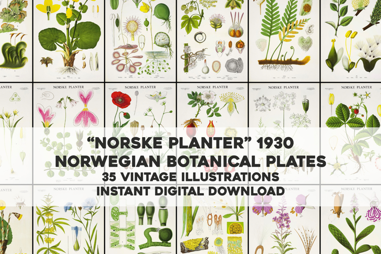 35 Norwegian Floral Vintage Botanical Illustrations Bundle