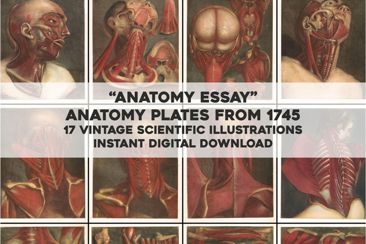 Vintage Anatomy Illustrations Images Bundle