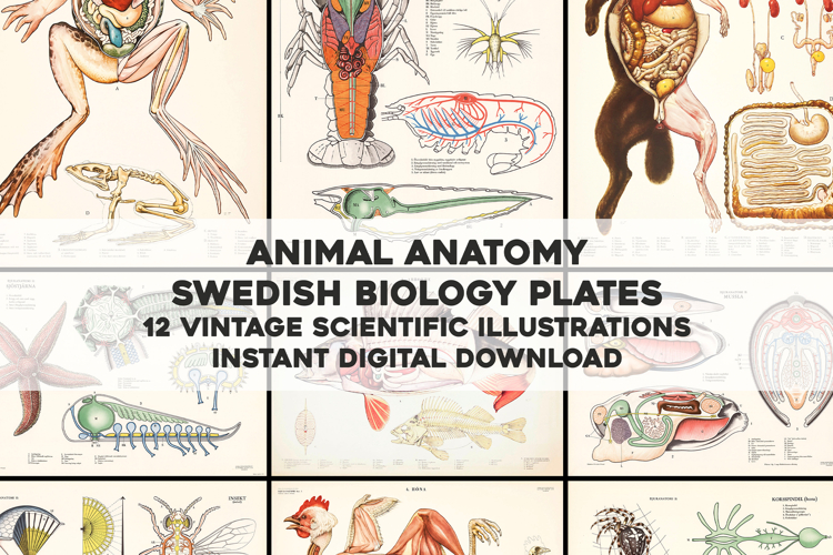 Animal Anatomy Vintage Restored Image Bundle