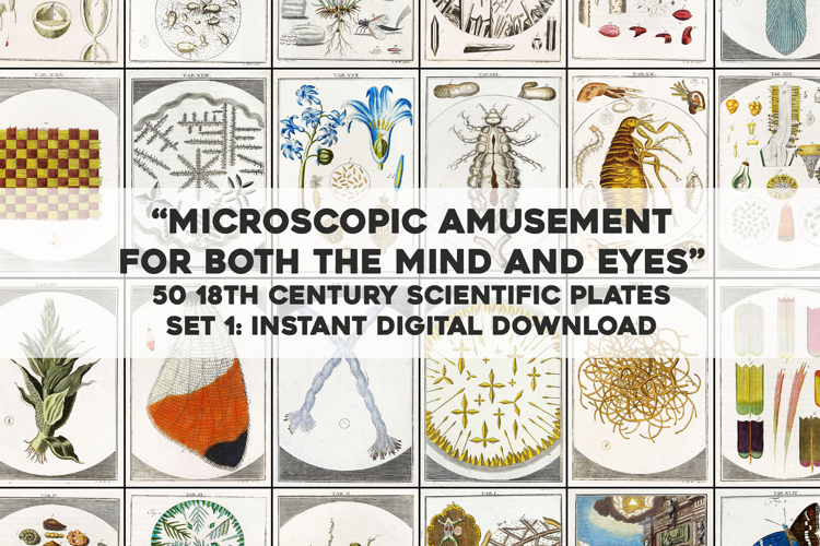50 Microscope Study Images- Vintage Science Book Pages SET 1