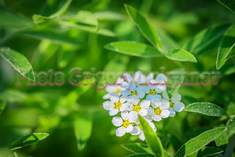 Garden Background Image 9