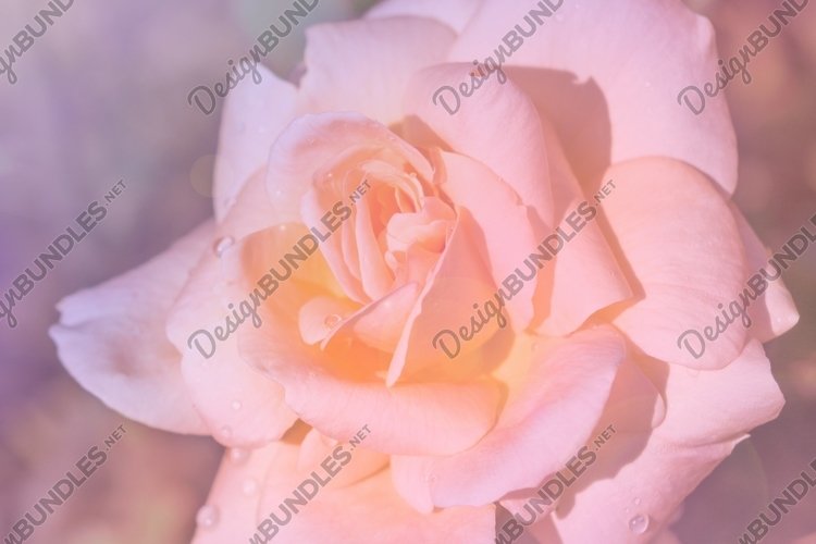 Rose Background Image 21
