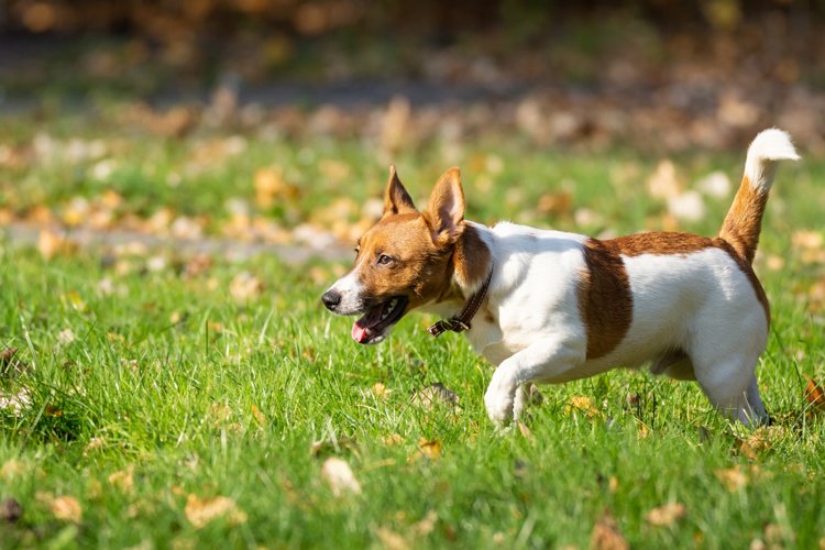 Puppy Clipart Image 10