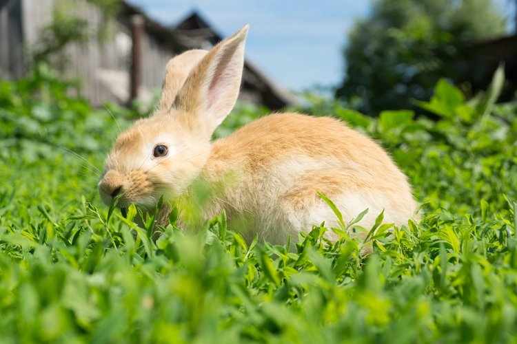 Rabbit on the grass