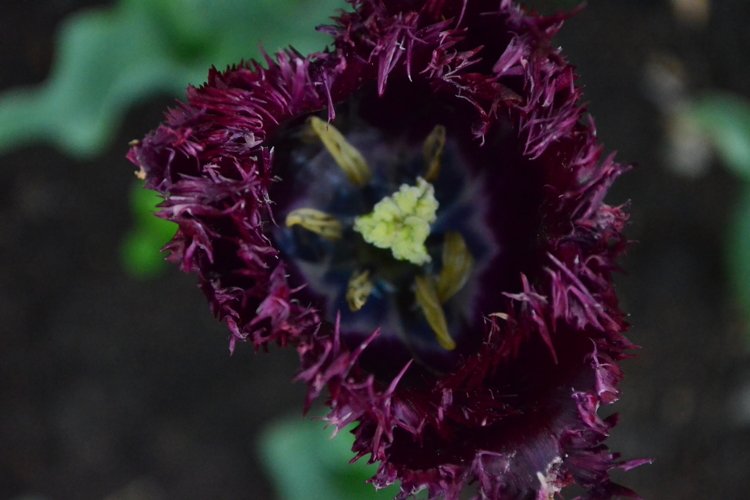 blooming flowers in the garden