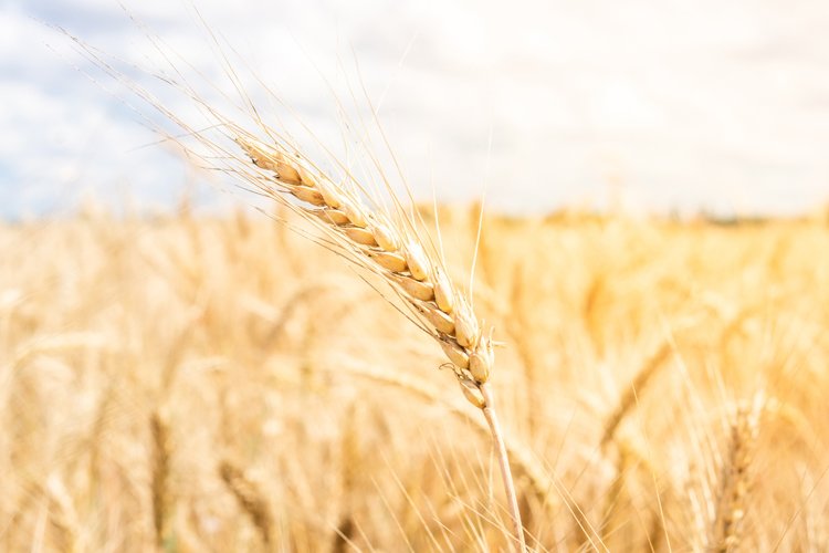 Farm Background Image 5