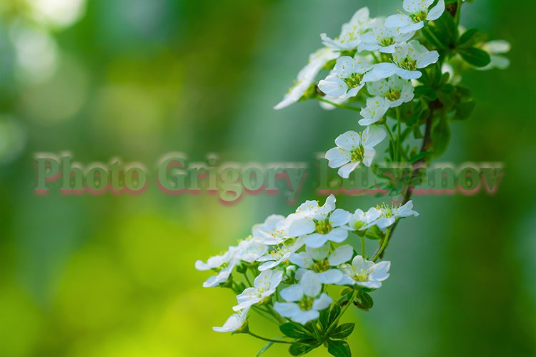 Garden Background Image 10