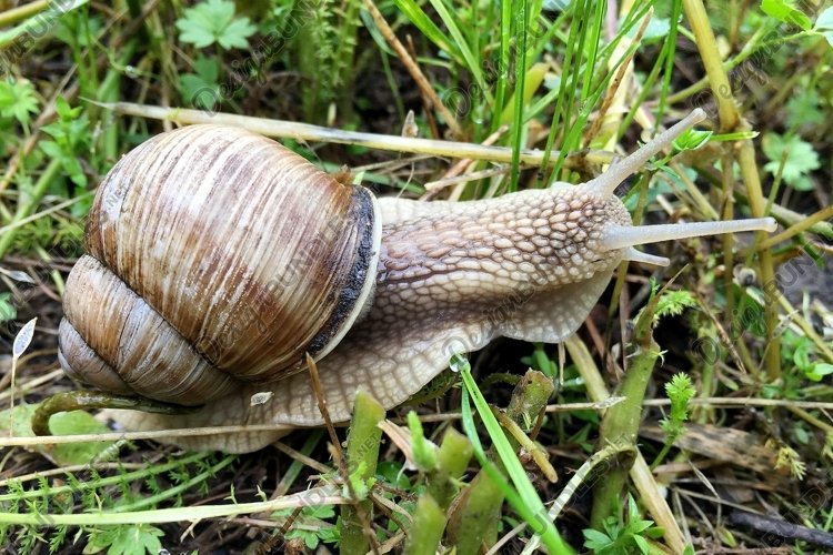Snail Clipart Image 12