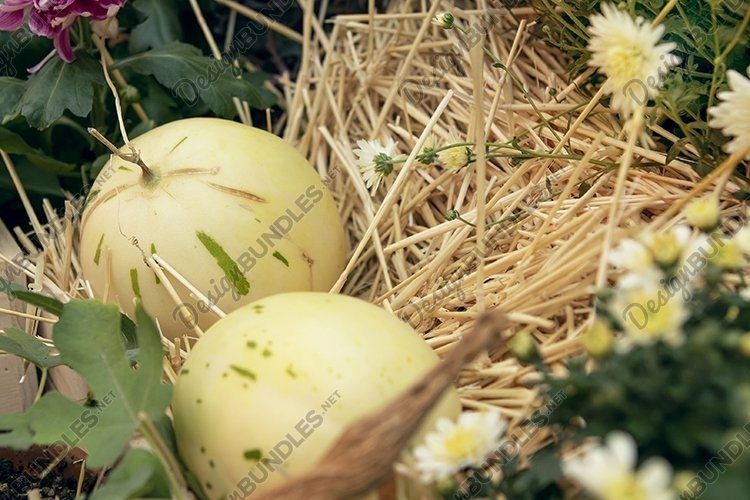 harvest of melons in a wooden box in the garden (2240962)